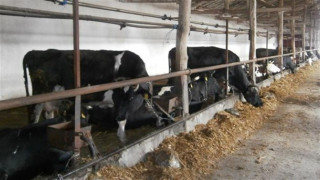 Туберкулоза  пламна по кравите в разградско