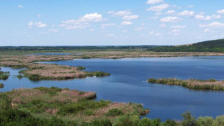 Биг брадър и за пеликаните в Сребърна