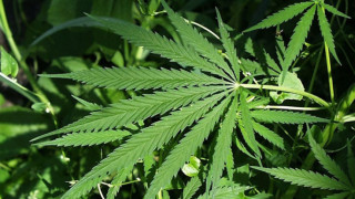 Конфискуваха 750 кг марихуана в Албания