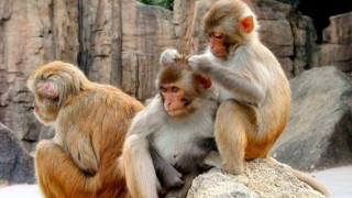 Маймуни ни учат да борим финансови кризи
