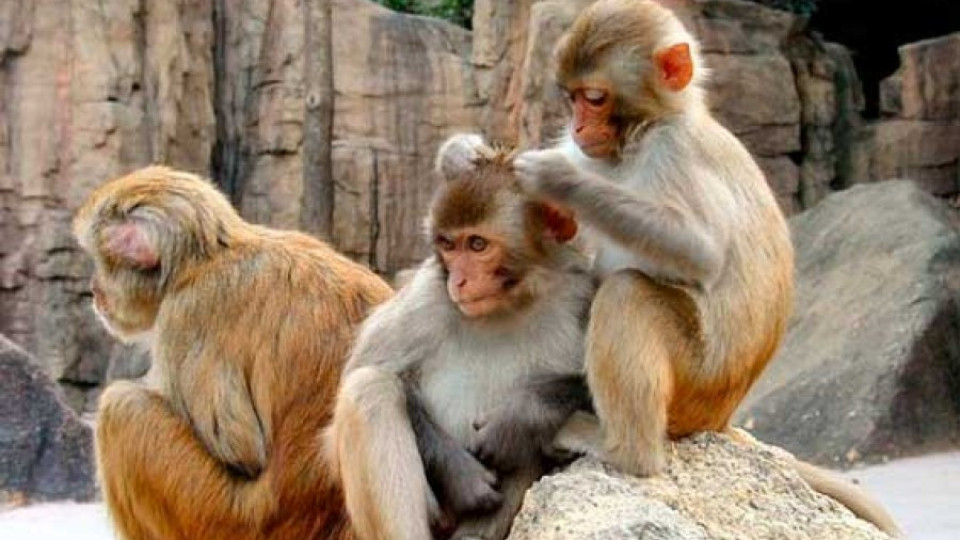 Маймуни ни учат да борим финансови кризи | StandartNews.com