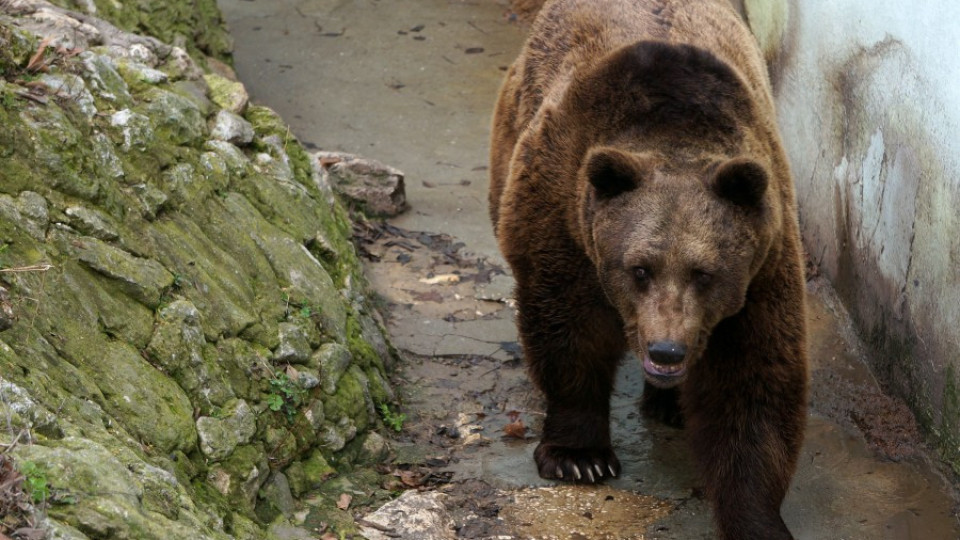 Русе не си дава мечките на Добрич | StandartNews.com