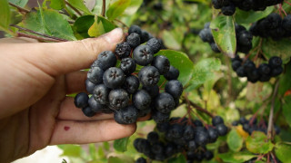 Гърци се редят на опашка за петричка арония