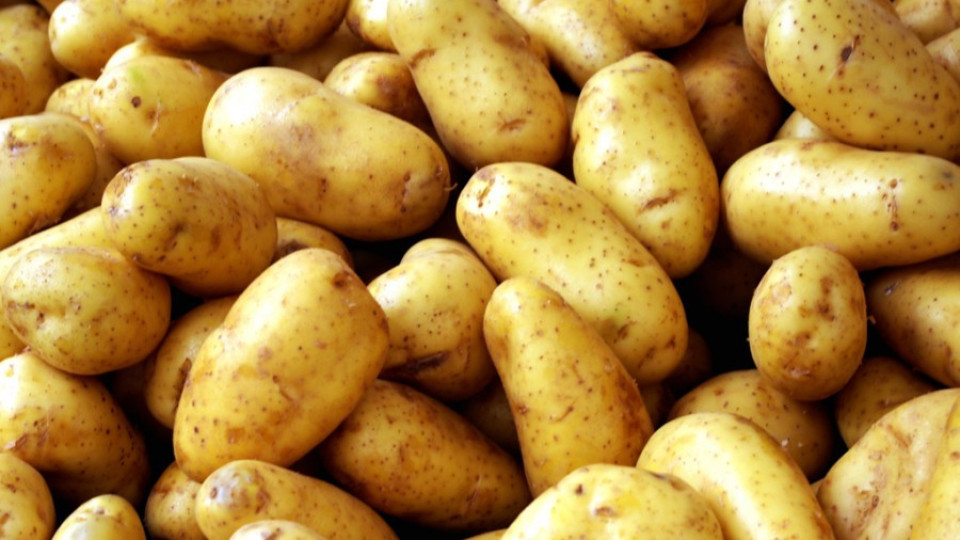Залежават тонове картофи | StandartNews.com