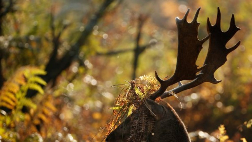 Ловец бе осъден за това, че объркал прасе с елен   | StandartNews.com