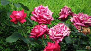 Засаждат 10 000 розови храста в Пловдив