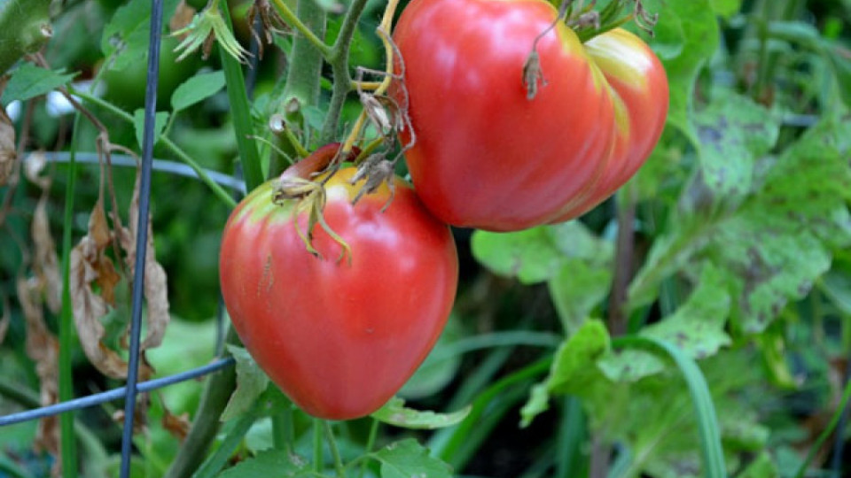 Брюксел се готви да забрани търговията с домати "Биволско сърце" | StandartNews.com