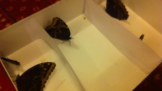 Пеперудите от парламента кацнаха в музея