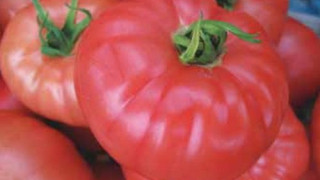 Готвят забрана за розовия домат