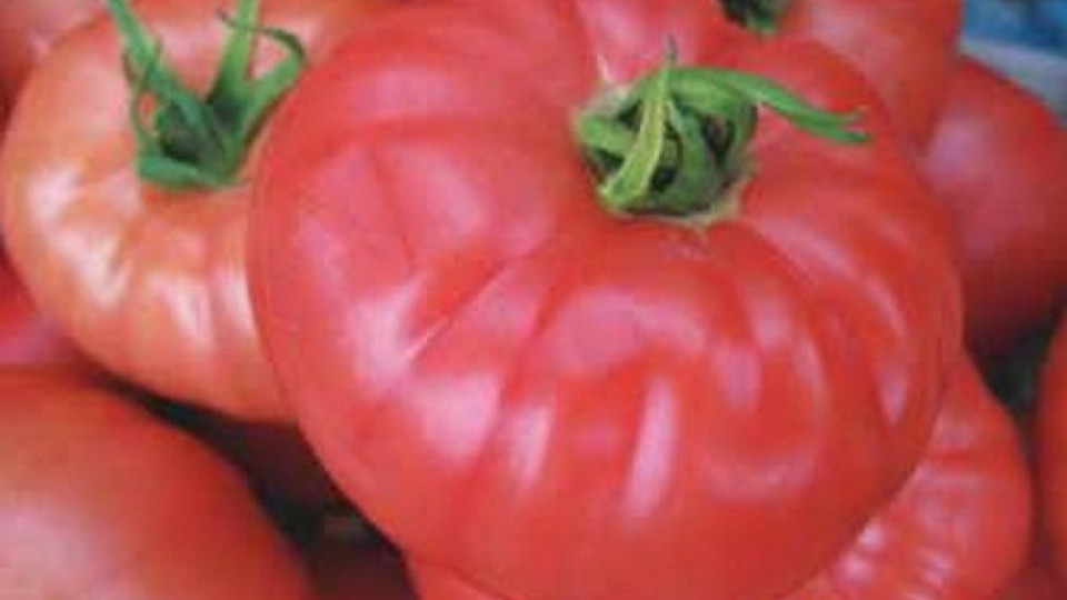 Готвят забрана за розовия домат | StandartNews.com