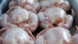 Греков: Няма данни за хормони в българските пилета