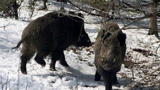 Ваксинират диви свине срещу чума
