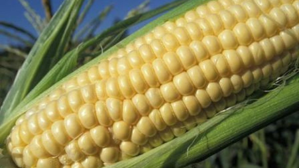 Франция забрани ГМО царевицата | StandartNews.com