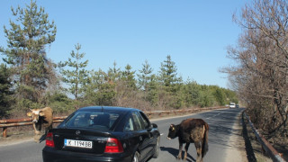 Крави създават опасност на пътя в Кърджалийско
