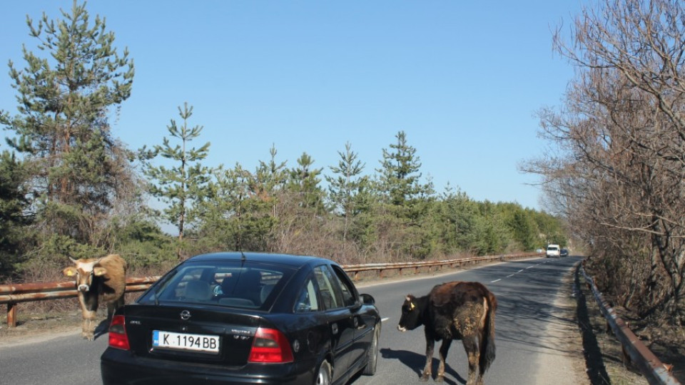 Крави създават опасност на пътя в Кърджалийско | StandartNews.com