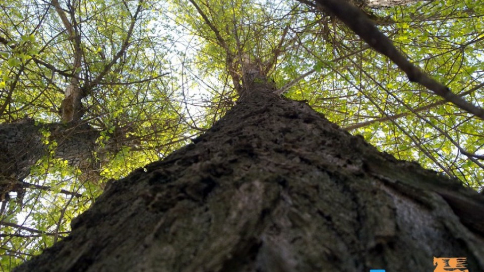 Залесяват над 1800 дка гори с 1 300 000 фиданки | StandartNews.com