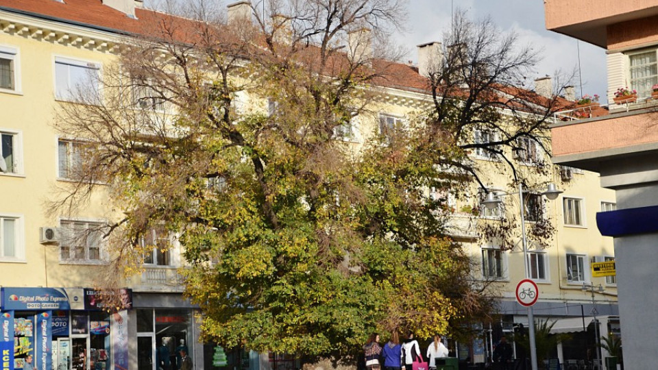 Сливенският бряст е Европейско дърво на годината | StandartNews.com