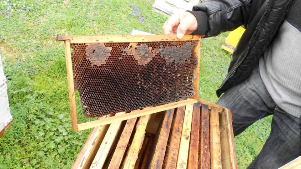 Задигнаха кошери заедно с пчелите | StandartNews.com