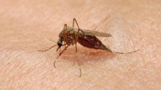 Опасни комари поразяват мозъка