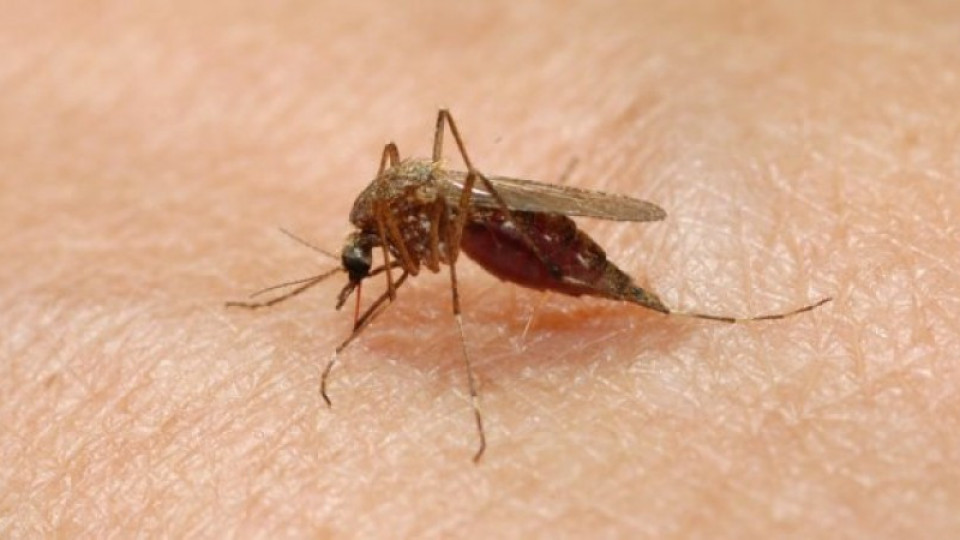 Опасни комари поразяват мозъка | StandartNews.com