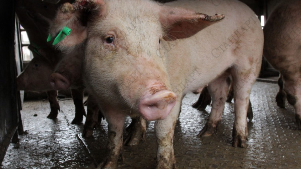 Гладни прасета вкараха фермер зад решетките | StandartNews.com