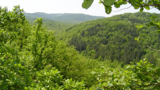 Германци създават горски плантации край Разград