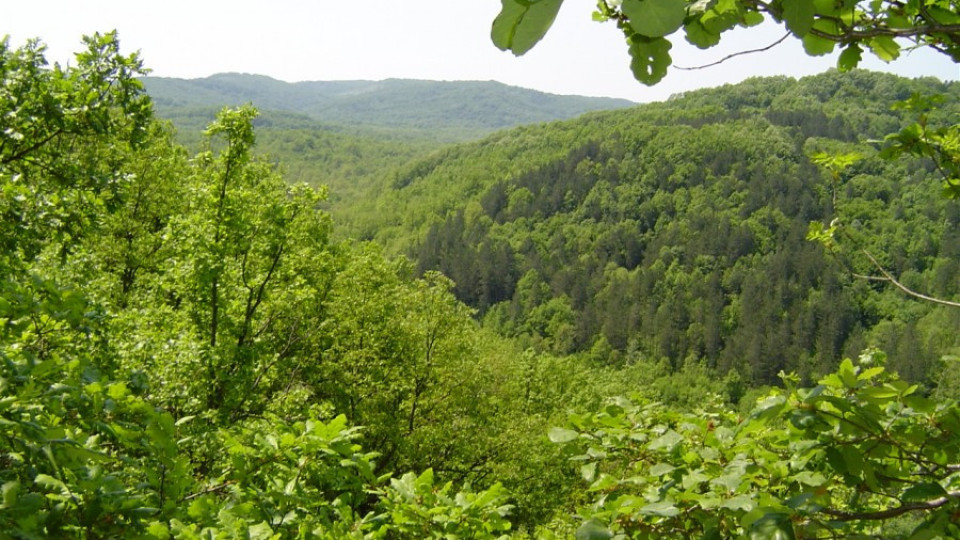 Германци създават горски плантации край Разград | StandartNews.com