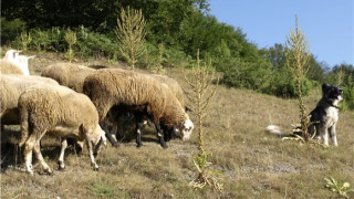 Стопанин на имот преби овчар заради паша на животни