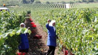 Земеделци в Санданско се отказват от лозята си