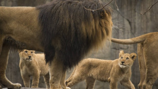 Умъртвиха 4 здрави лъва в зоопарк в Копенхаген