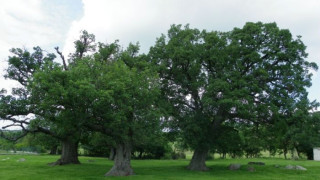 Изграждат парк „Кедикчал” край Татул с вековни дъбове