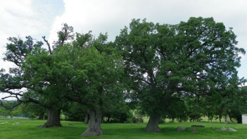 Изграждат парк „Кедикчал” край Татул с вековни дъбове | StandartNews.com
