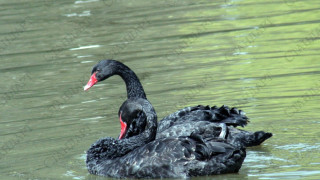 Черни лебеди от Холандия плуват в благоевградско езеро