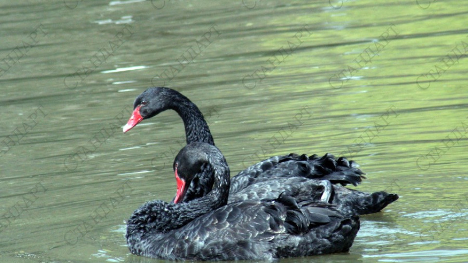 Черни лебеди от Холандия плуват в благоевградско езеро | StandartNews.com