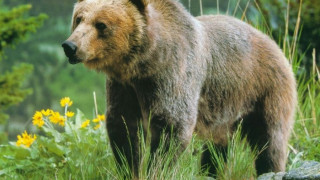 Мечки ядат крави в гората над Кресна