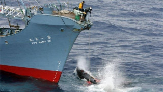 Забраниха на Япония да лови китове
