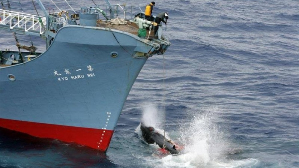 Забраниха на Япония да лови китове | StandartNews.com