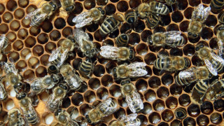 Фермерите – убийци на пчели да остават без субсидии