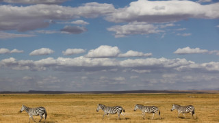 Учени откриха защо зебрите са раирани