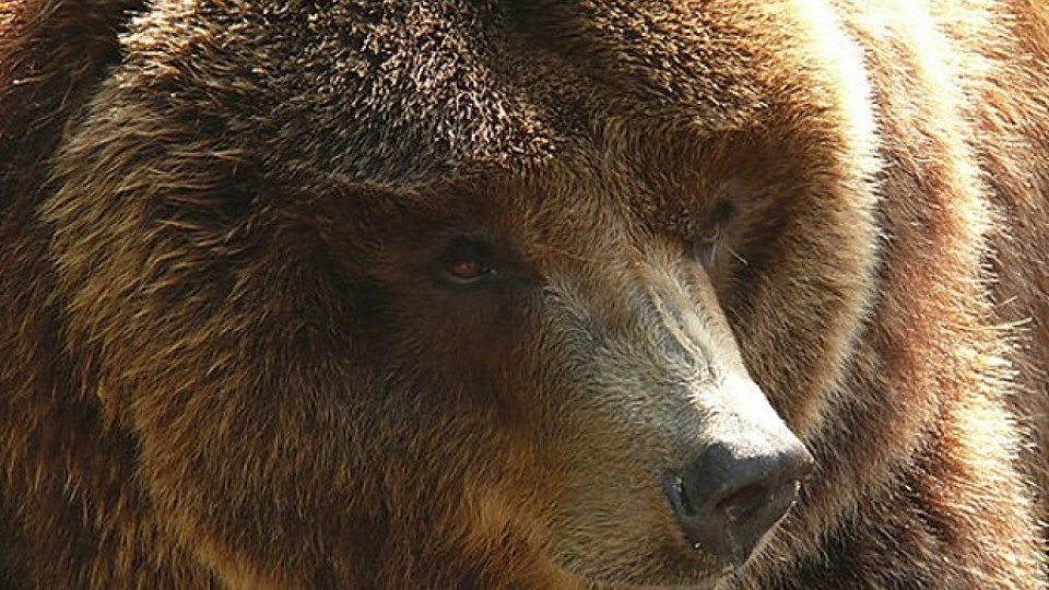 Сдружение сменя „апартамента” на кафява мечка | StandartNews.com