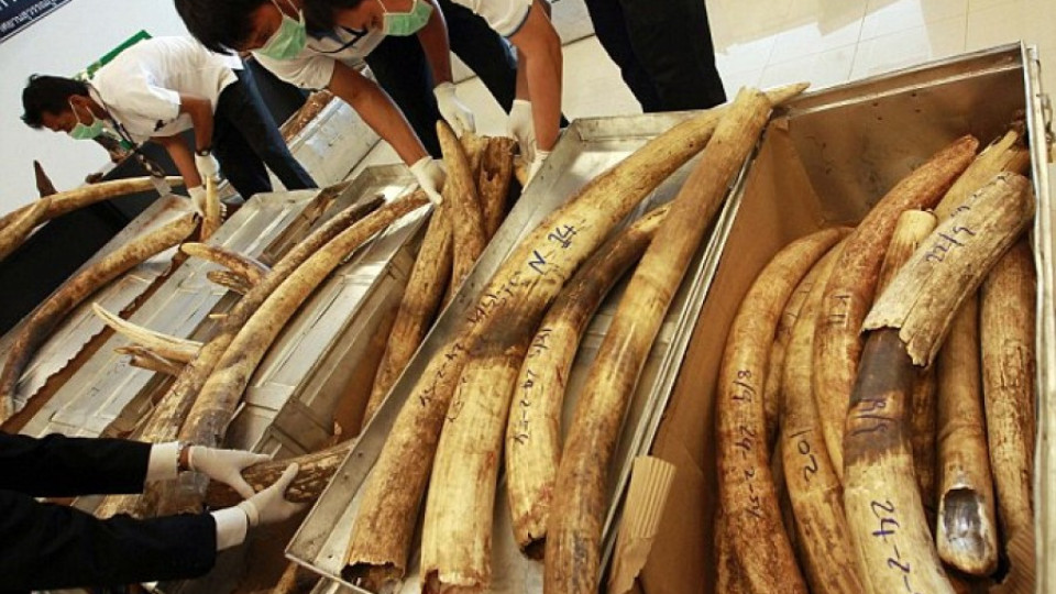 Заловиха 1 тон слонова кост в Сингапур | StandartNews.com