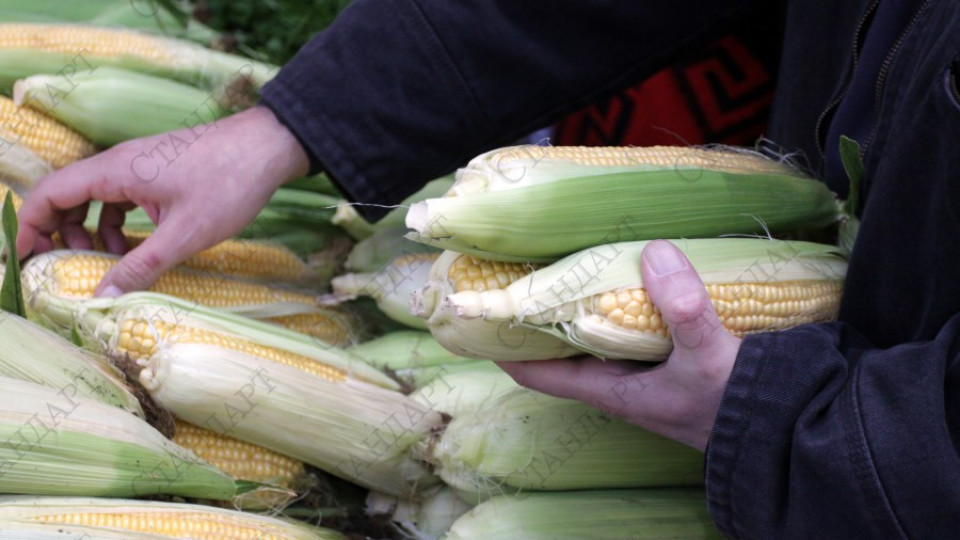 Изнасяме царевица и люцерна за Китай | StandartNews.com