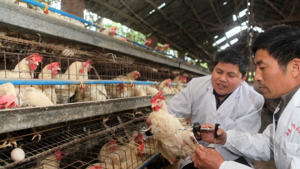 Япония регистрира случай на птичи грип | StandartNews.com