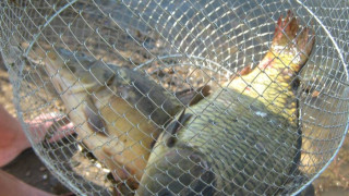 Забраняват любителския риболов от днес до 23 май
