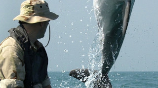 Кримските делфини стават килъри за 3 месеца