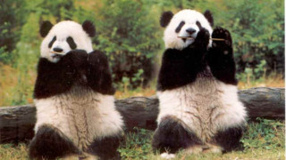 Забраниха яденето на редки животни в Китай