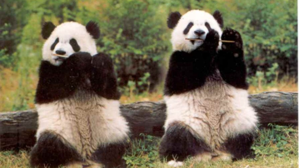 Забраниха яденето на редки животни в Китай | StandartNews.com