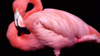 Розово фламинго постъпва в Пловдивския зоопарк