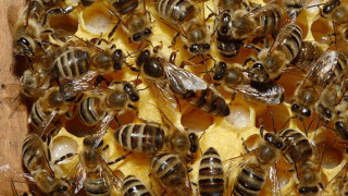 Отпускат 1,38 млн. лв. за родните пчелари