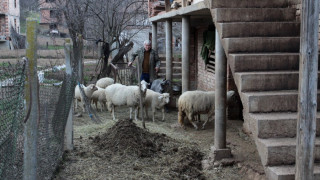 Наши горят със сръбски агнета